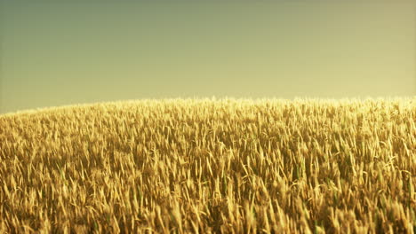 campo de trigo agrícola bajo la puesta del sol