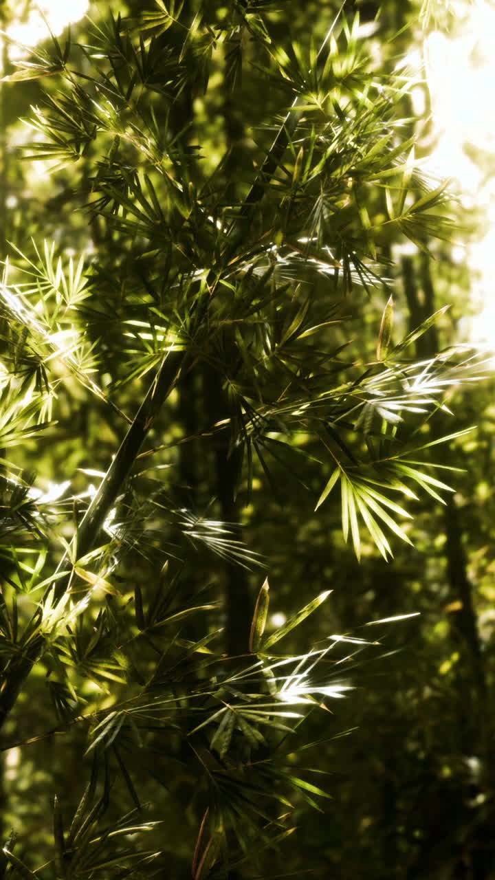 un primer plano de hojas de bambú a la luz del sol