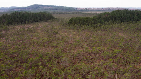 Vasto-Pantano-O-Humedal-Con-Abetos-Jóvenes,-Paso-Elevado-Aéreo