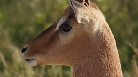 close up of impala, extending toung and flicking ears