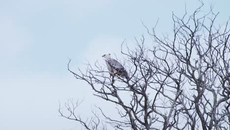 Jugendlicher-Kampfadler-Raubvogel,-Der-In-Blattlosen-Ästen-Thront