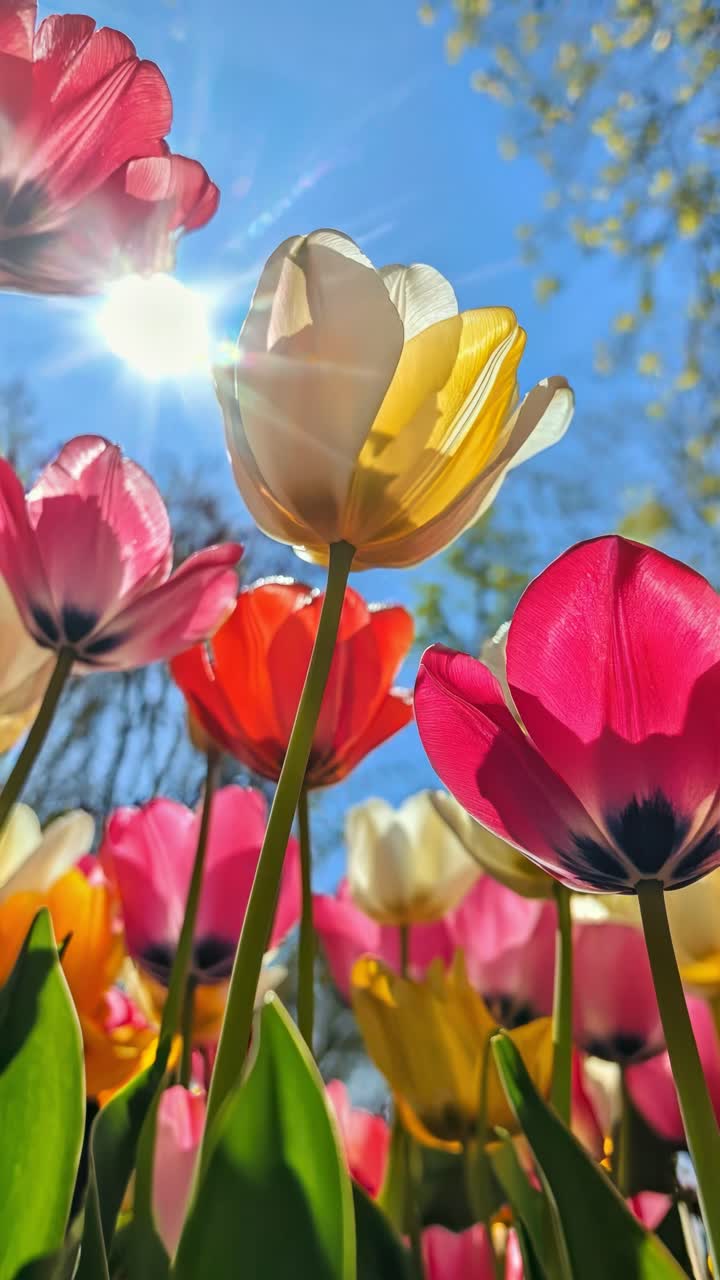 Vibrant tulips shot from a low angle against a bright blue sky, capturing sunlight