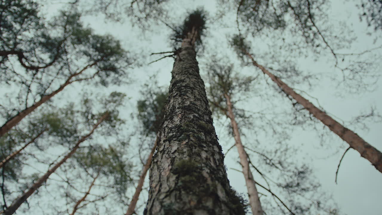 Upshot view from bottom of tree to forest canopy