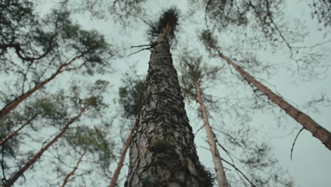 upshot view from bottom of tree to forest canopy