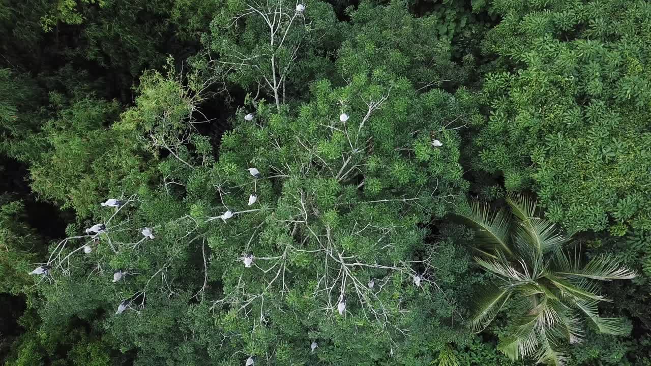 descendiendo desde el aire y mirando hacia abajo asiático openbill descanso en el árbol.