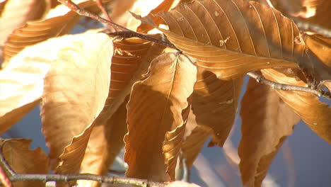 Sunlight-shimmers-on-dried-winter-beech-leaves