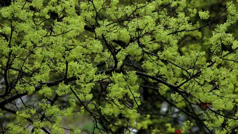 nieve cayendo al comienzo de una primavera con un árbol floreciente
