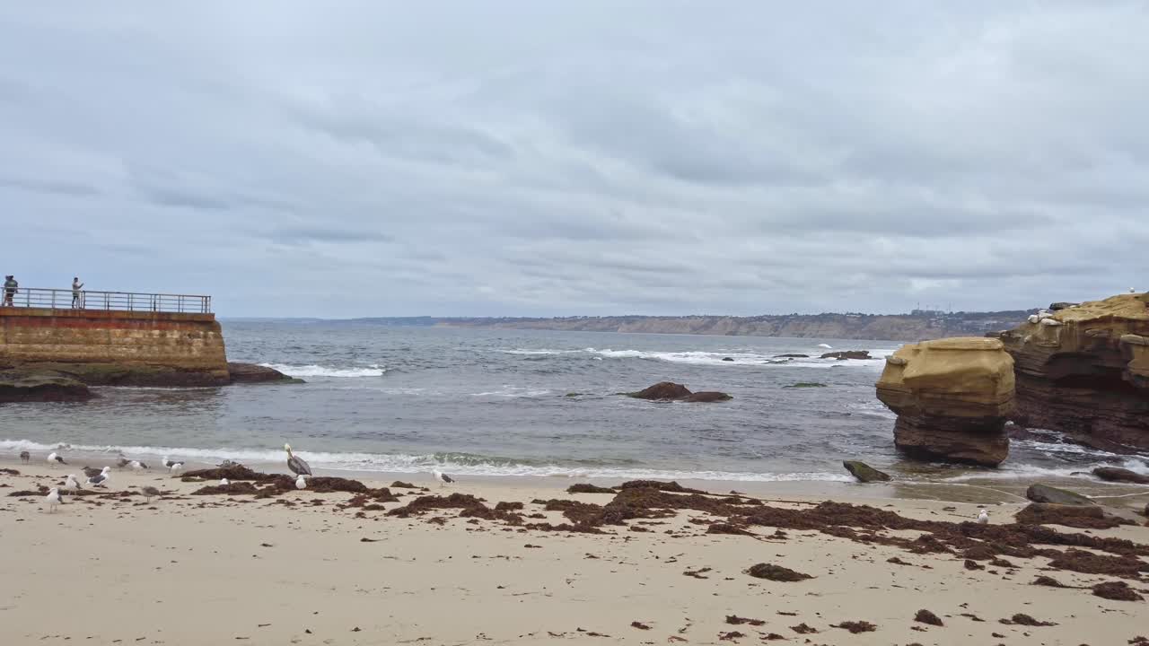 Crowd of gull walking on La Jolla affluent and tourists taking photo on a pier in San Diego