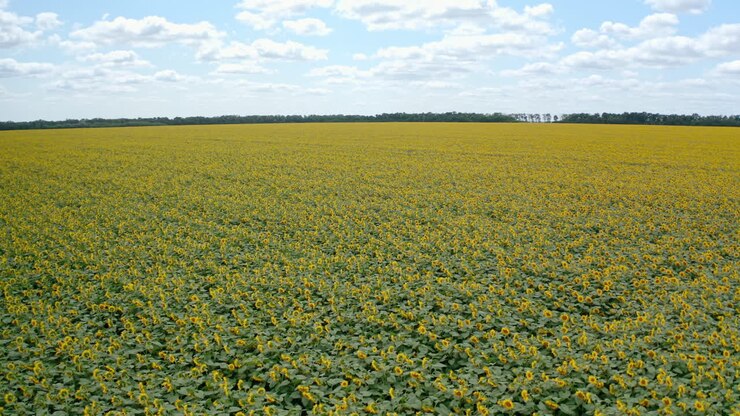 Fantastic yellow field of sunflowers. Blue sky with clouds over the agricultural field. Circle movement over the plantation.