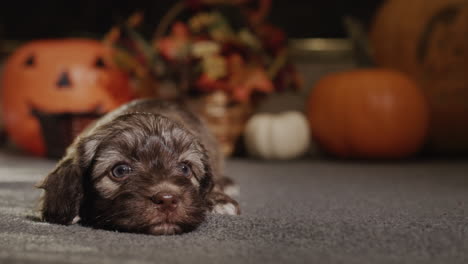 A-small-puppy-lies-near-the-pumpkins.-Decorations-for-autumn-holidays-and-Halloween