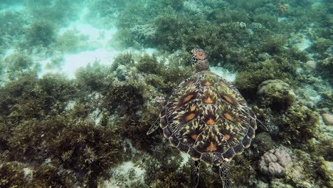 a huge, colorful green sea turtle swims above the seabed filled with underwater plants