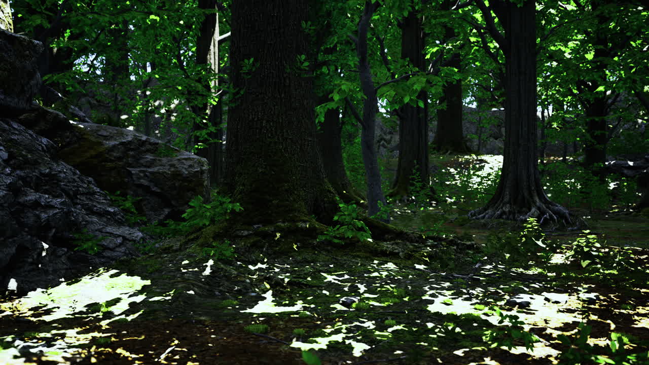 Lush green forest with sunlight filtering through the trees in springtime
