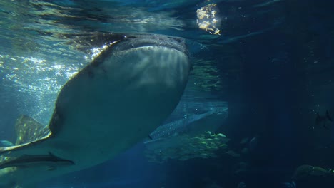 foca nadando elegantemente a través del agua iluminada por el sol