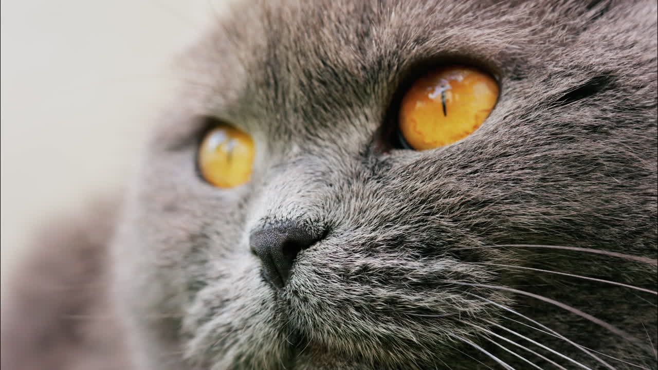 Close up of a Scottish Fold cat with orange eyes resting with a blurred background