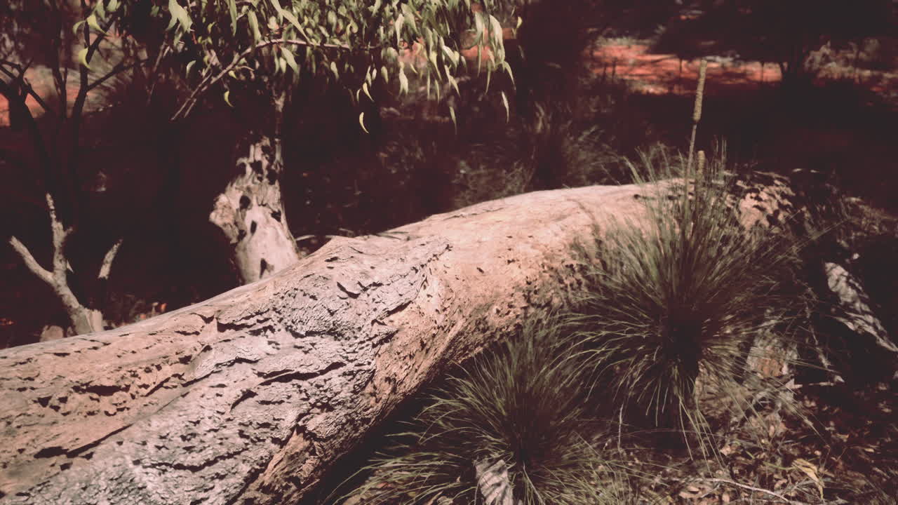 cerca de un tronco de árbol caído en un bosque