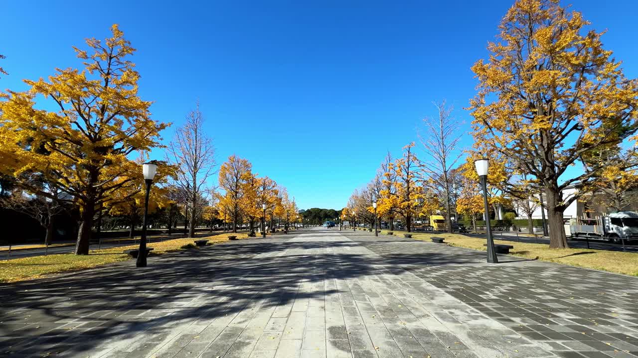도쿄의 밝은 파란 하늘 아래 황금색 가을 나무로 둘러싸인 넓은 길