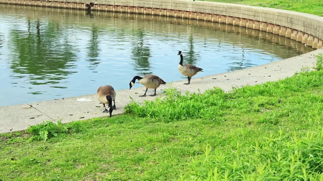 Le oche camminano lungo il bordo di uno stagno vicino ad aree erbose in un parco durante un pomeriggio soleggiato.