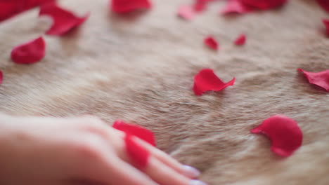 woman running hand through white fur with red rose petals close up slow motion