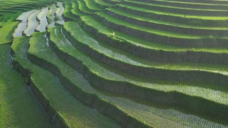 disparo de un dron de órbita suave de un campo de arroz verde inundado en terrazas que sembró con una pequeña planta de arroz joven en la mañana