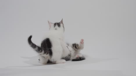 Baby-cats-playing-on-the-ground