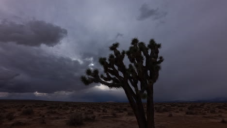 on an ominously dark and stormy day, rain clouds form over a joshua tree in the mojave desert - time lapse