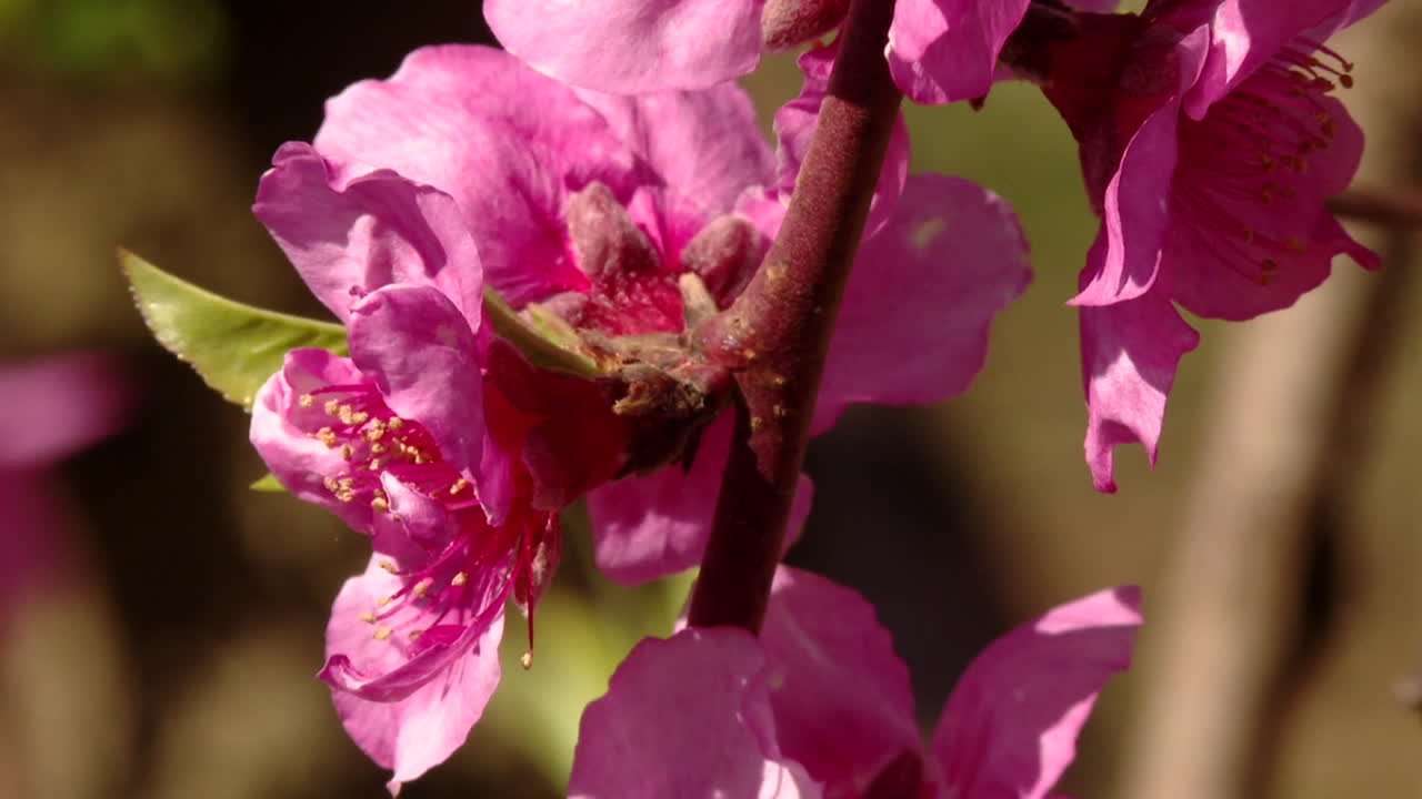 Pink Peach Blossoms