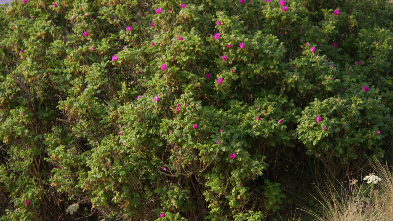 mid shot of Rosa rugosa in flower at Lunan bay beach on the Angus coastline