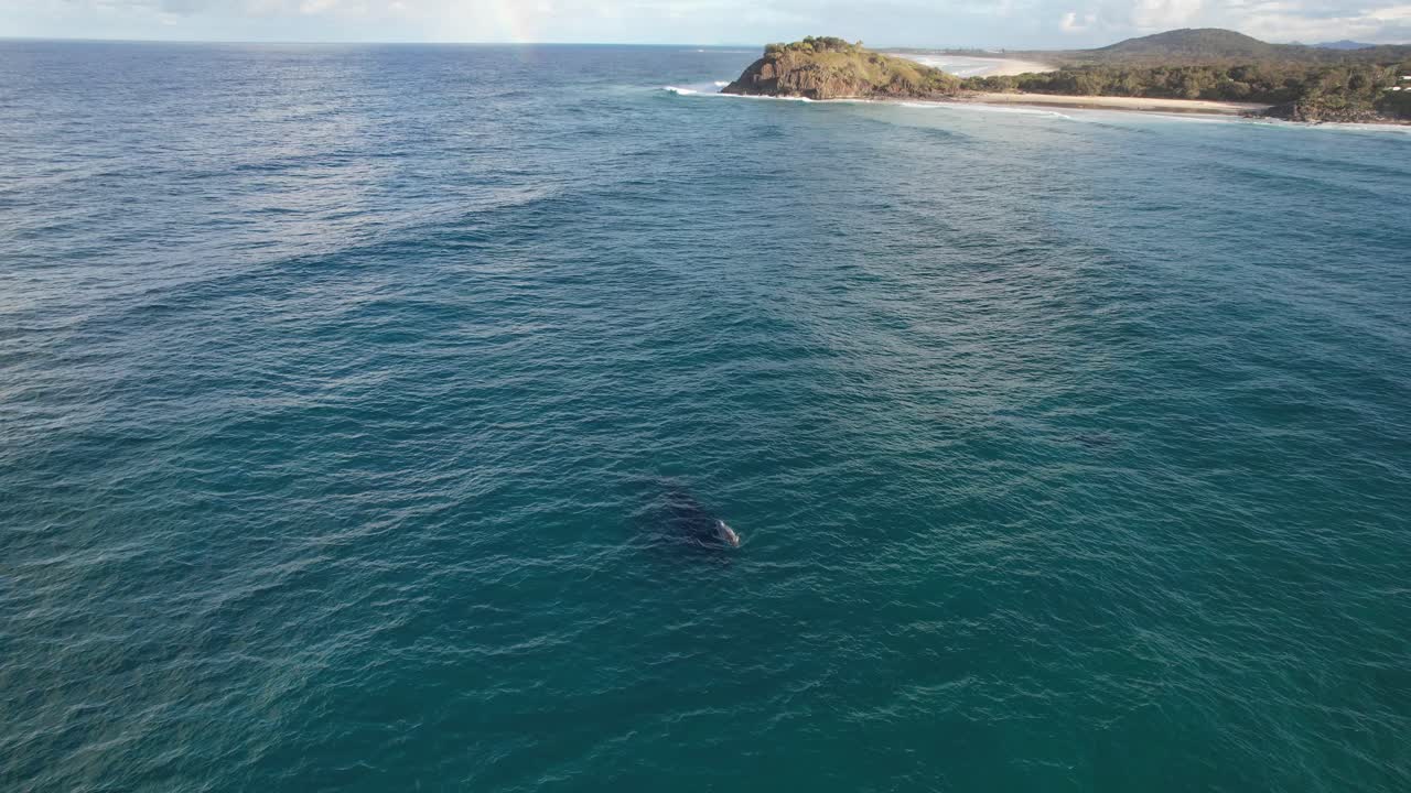 Serene Seascape With Humpback Whales Near Norries Headland In Cabarita Beach, NSW Australia