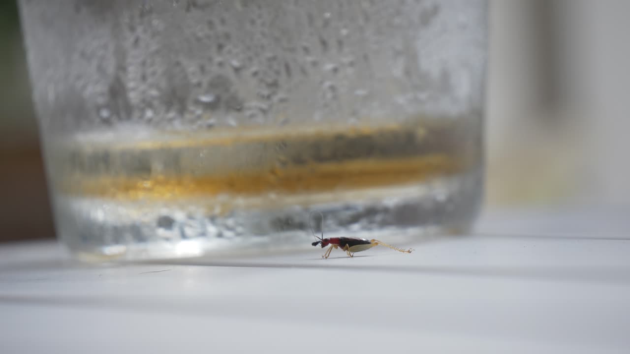 antena de limpieza de cricket de insectos pequeños y caca defecando heces de mano