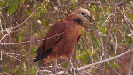 Schwarzkragenbussard-Auf-Einem-Baum-Im-Pantanal