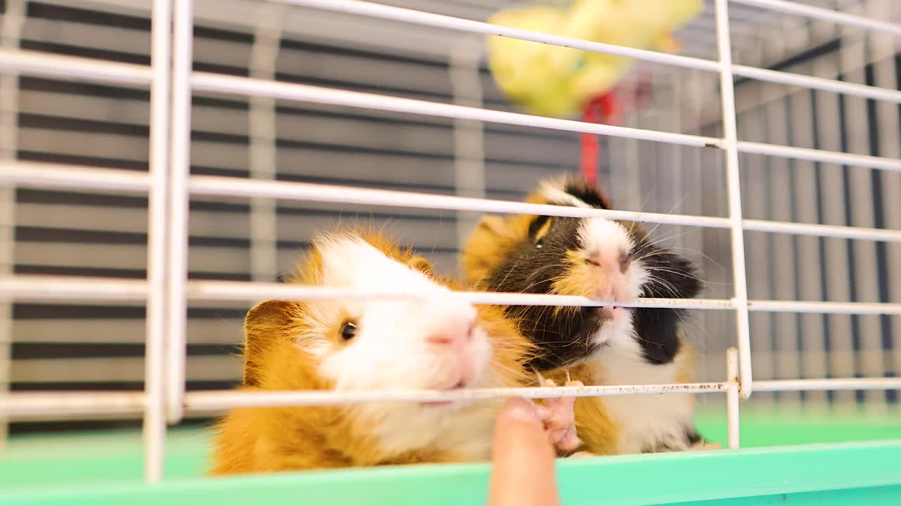 Two Abyssinian guinea pigs engage with a human hand through their cage in a brightly lit environment