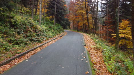 Herbststraße-Im-Bergwald