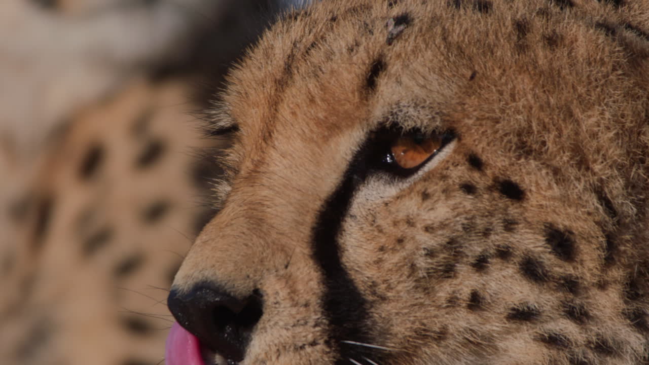 Close-up of a Cheetah Licking its Nose and Looking Around