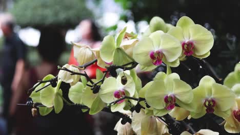 orquídeas estacionarias con fondo en movimiento borroso
