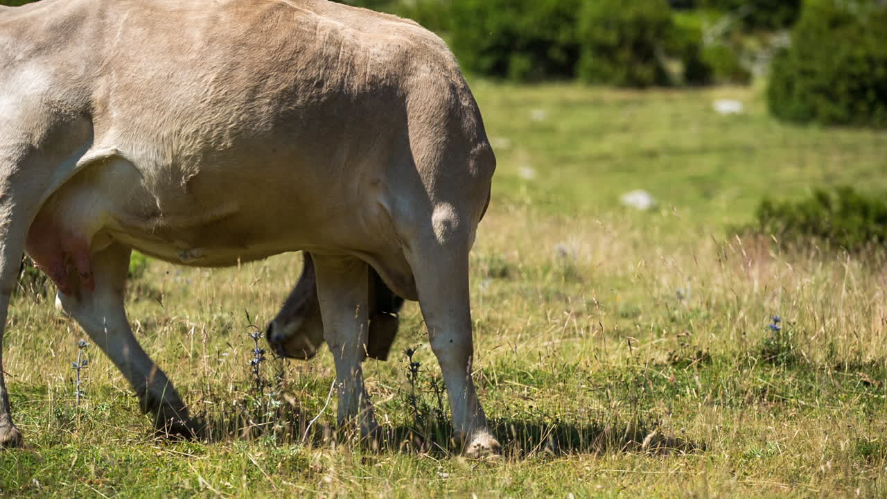 페드라포르카 소 05