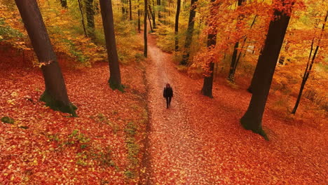 autumn walk in the forest