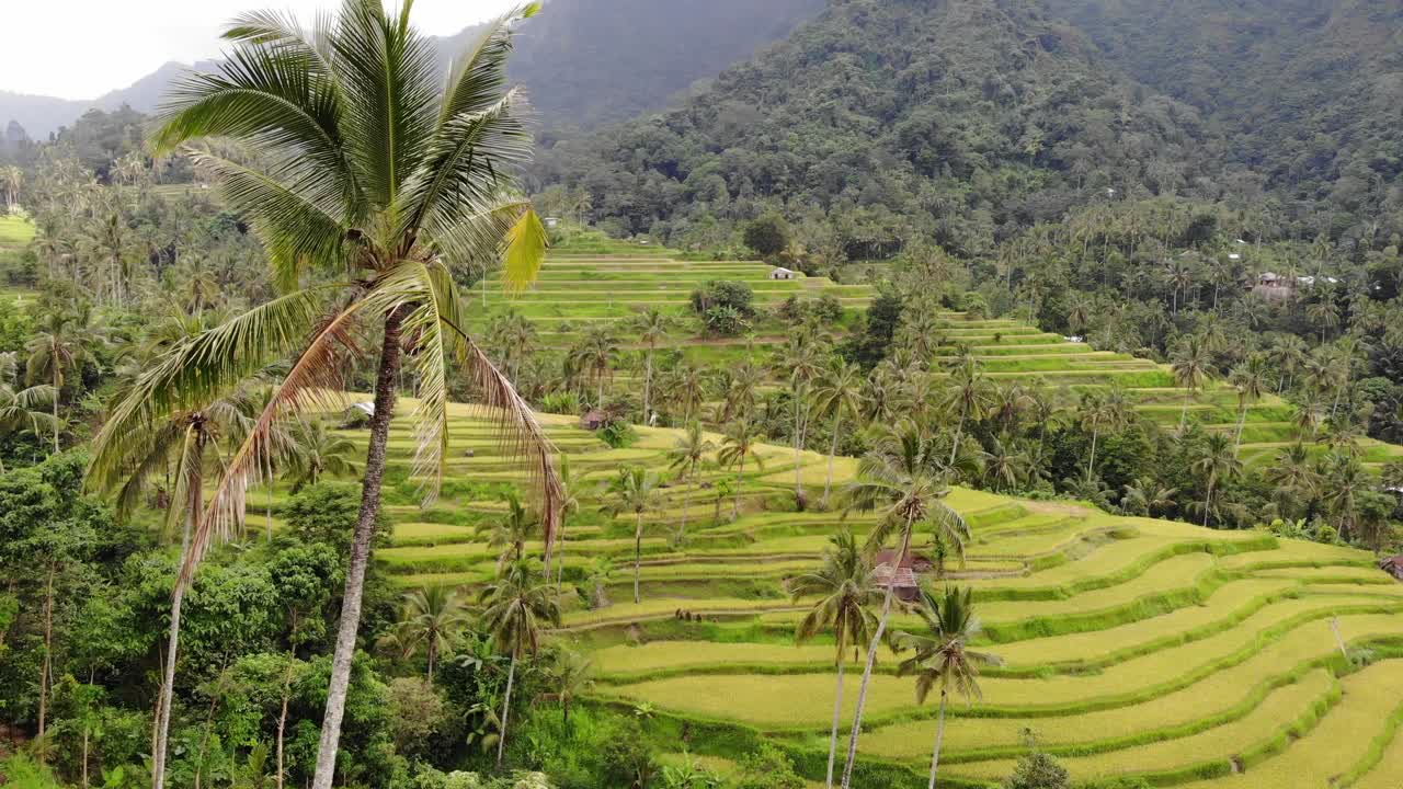 Drone view of bali indonesia rice terrace fields