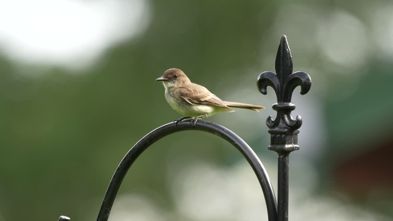 un phoebe oriental encaramado en un gancho de pastores en un jardín al aire libre