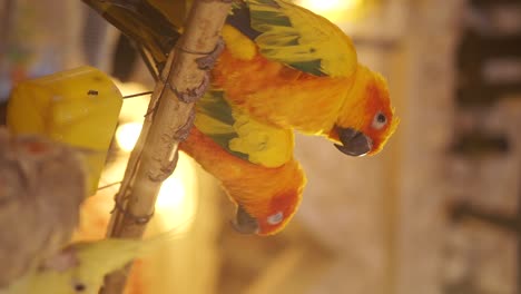 two orange and yellow parrots on a branch