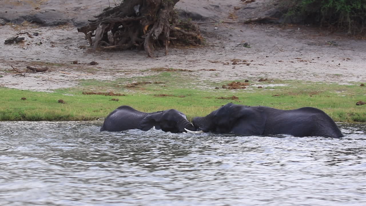 dos elefantes africanos comienzan a luchar en el río chobe, botswana