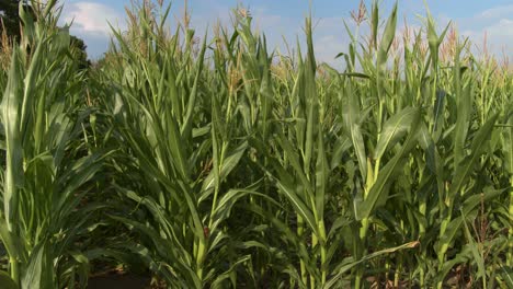 imágenes 4k de un campo de trigo