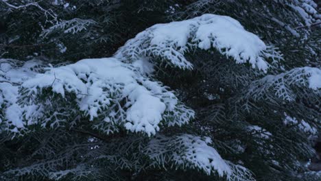 Fir-branches-covered-with-snow-on-a-cold-winter-day,-snowing-in-the-forest