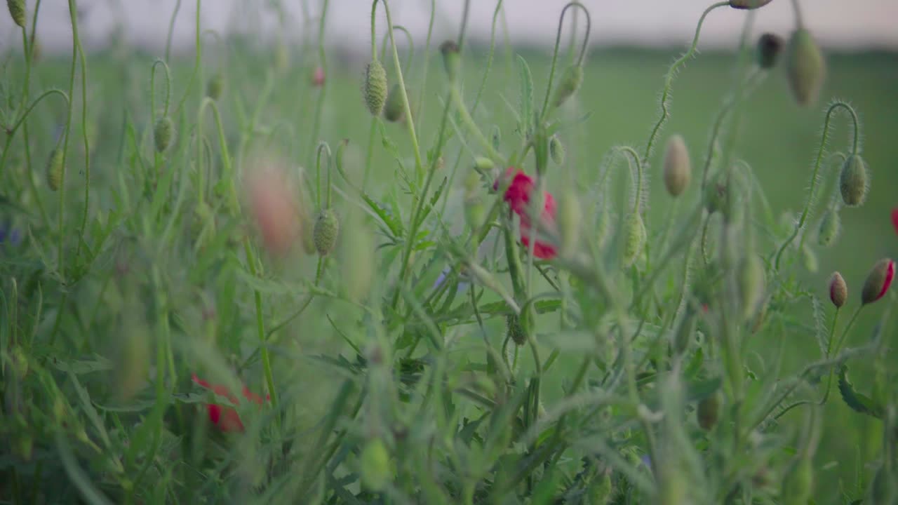 배경이 흐릿한 녹색 들판에 있는 붉은 양귀비