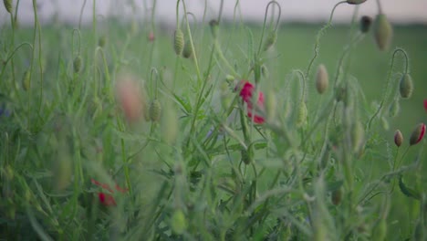 Rote-Mohnblume-Auf-Grünem-Feld-Mit-Unscharfem-Hintergrund