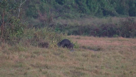 Algunos-Jabalíes-Hurgando-En-Algunos-Arbustos-En-El-Parque-Nacional-De-Chitwan