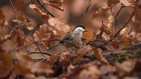 Mönchsgrasmücke,-Umgeben-Von-Erdbraunem,-Herbstfarbenem-Laub