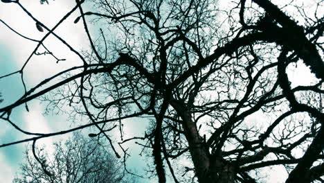 Leafless-dried-branches-on-background-of-blue-sky.-Rotating-blue-sky-in-forest