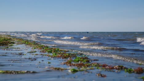 Beautiful-scenery-of-a-beach-while-waves-come-at-the-shore-with-green-and-red-moss-on-the-sand-in-slowmotion