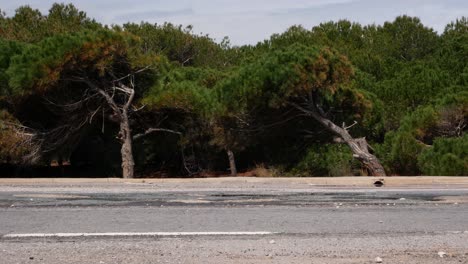 two cars crossing in front of a pine forest on a cludy day