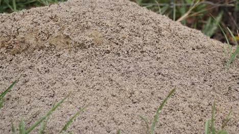 Fire-Ants-suddenly-appear-on-a-dirt-mound